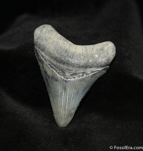 Superb Venice Florida Megalodon Tooth - Bone Valley #1484
